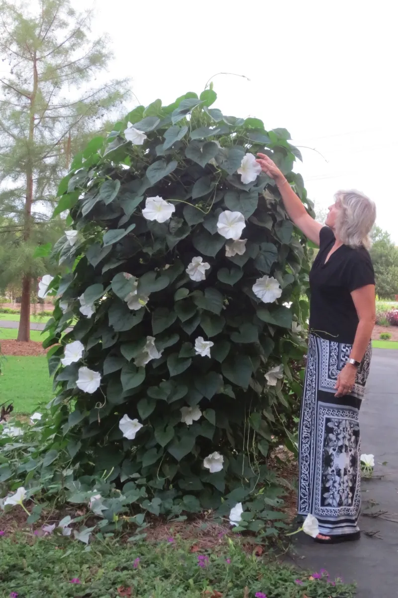 Give the vine support and sound growing conditions