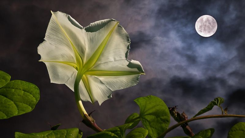 Meet the true moonflower behind the evening display