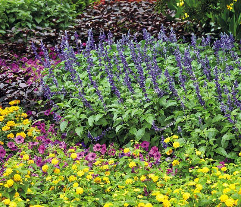 Salvia