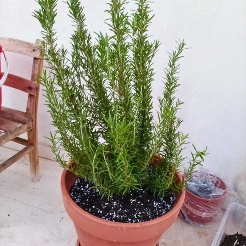 A rosemary bush is not a mosquito barrier