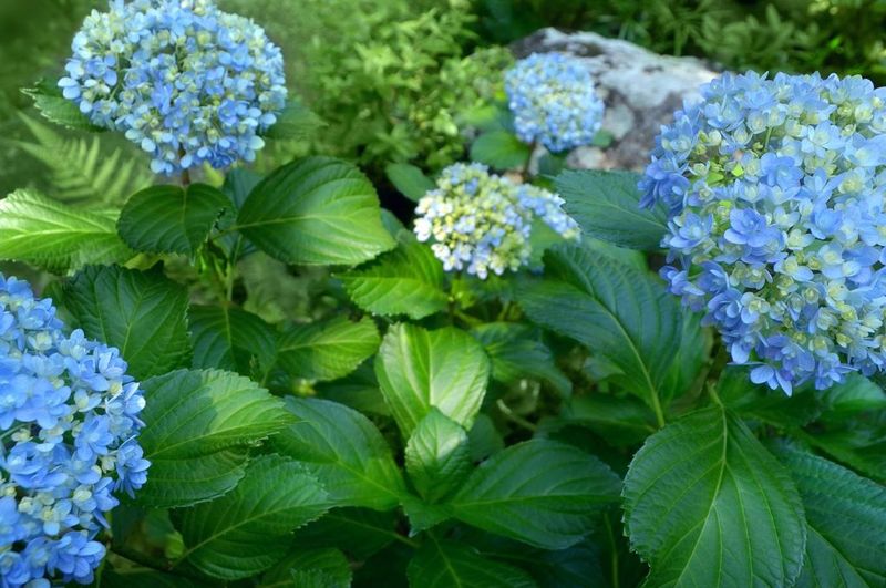 Identify the Hydrangea Before You Diagnose It