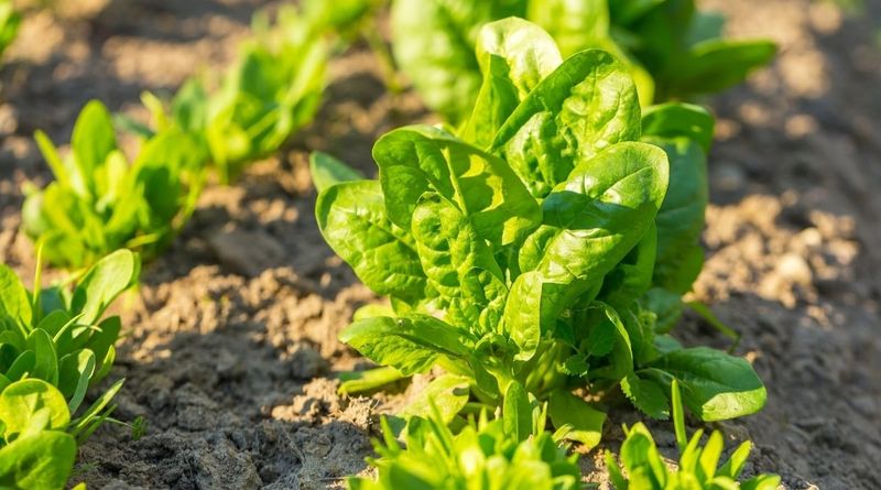Healthy fall spinach starts before the leaves fade