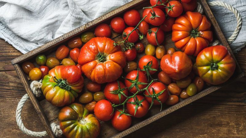 Tomatoes