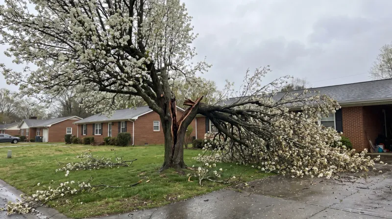 Plan carefully when removing an established pear