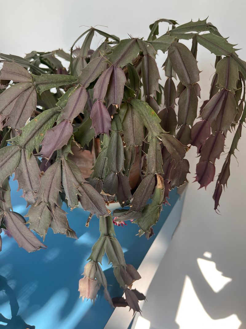 Diagnose the symptom before you reset the plant