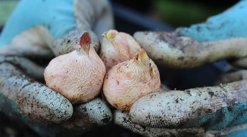Adjust the decision for region, cultivar, and drainage