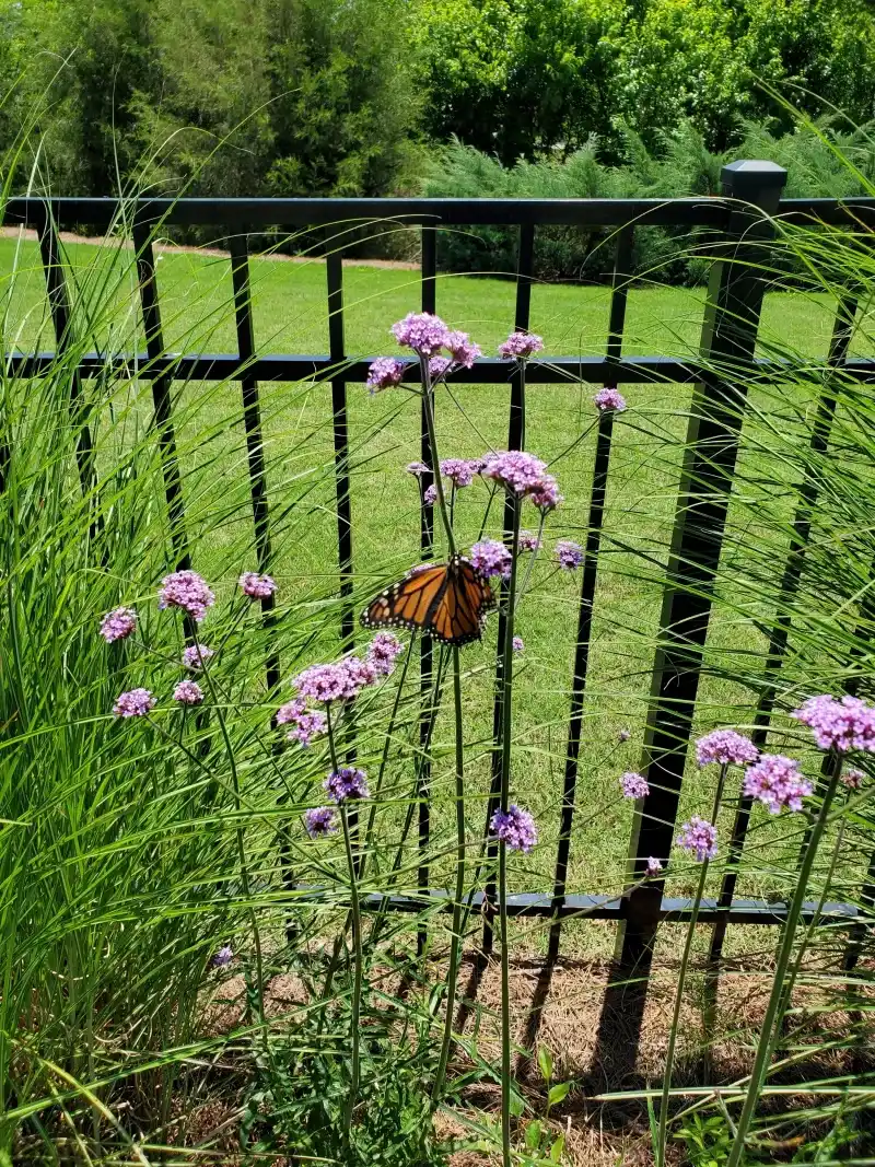Verbena