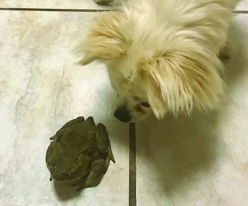 Let the Toad Stay Wild—and Keep Pets Away