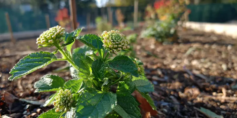 Let the soil decide when lantana needs water