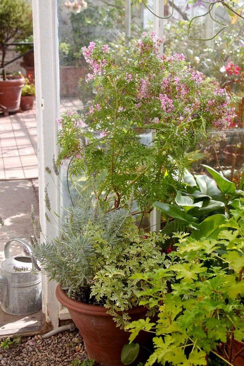Scented Geraniums