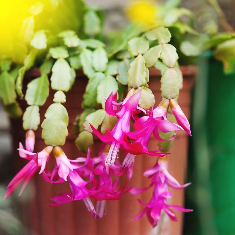 Maintain healthy growth through summer