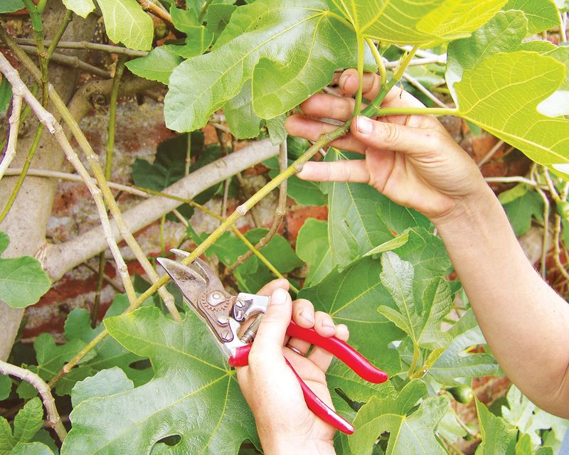 Make selective cuts to open the canopy