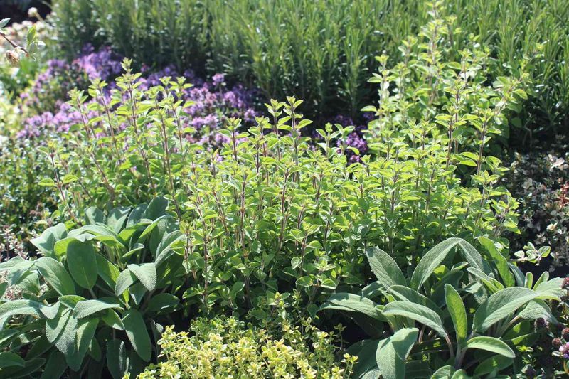 The pest research supports a narrow possibility, not a guarantee