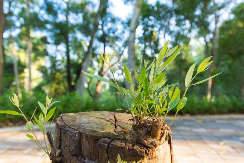 A cut stump can still be alive while its wood decays