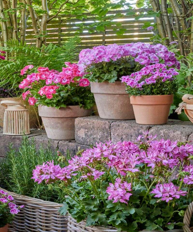 Reduce afternoon heat without sacrificing flowering light