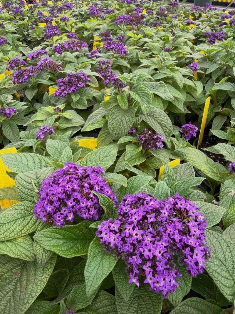 Meet the Purple Flower Behind the Cherry-Pie Name