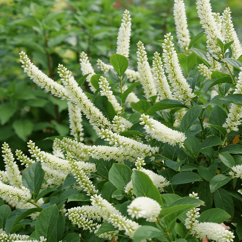 Virginia Sweetspire (Itea virginica)