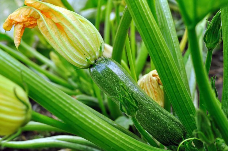 Zucchini and Pumpkins