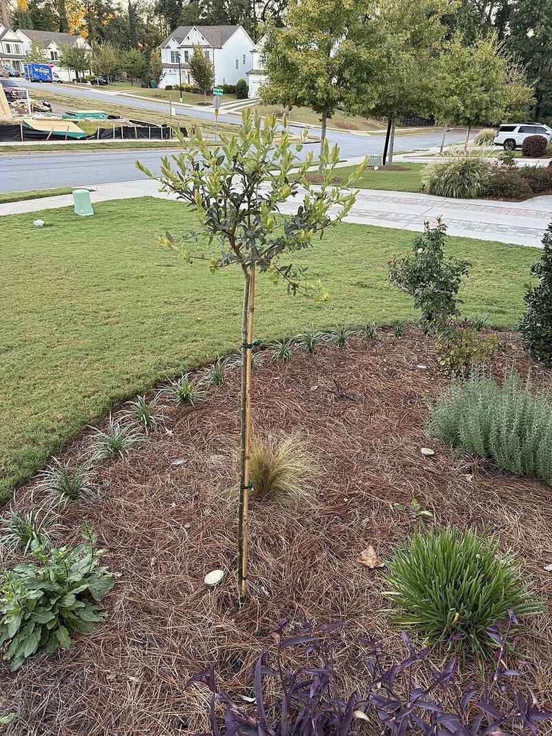 Fall planting still needs careful establishment