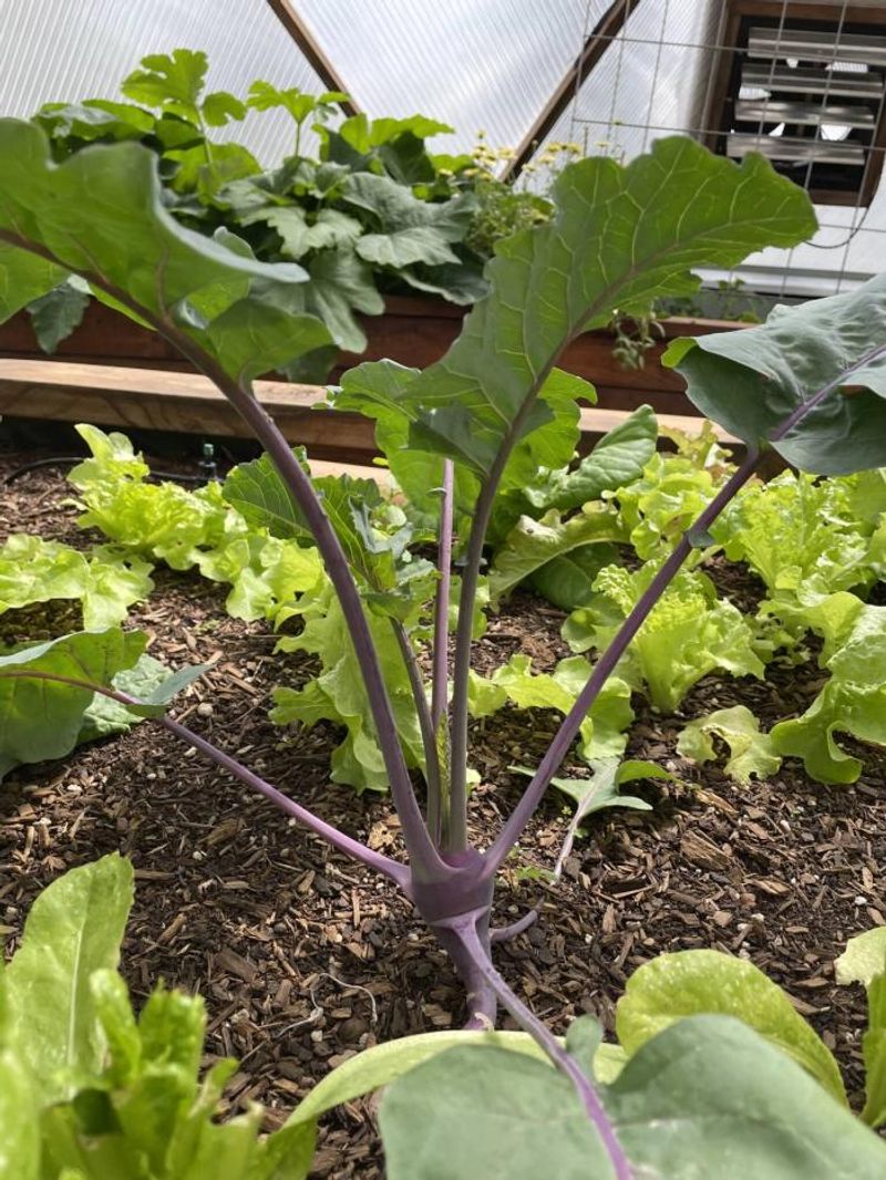 Kohlrabi