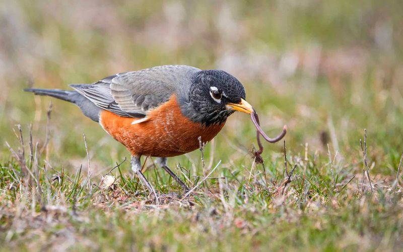 American Robins