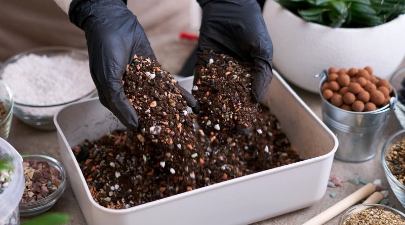 Use Well-Draining Potting Mix