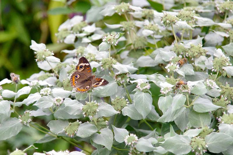 Choose It for Summer Presence, Not Evergreen Silver