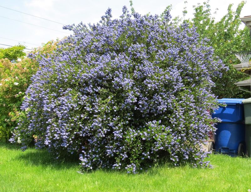 Ceanothus (California Lilac)