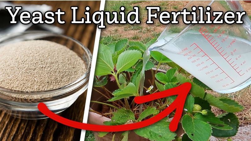 Utilize a yeast solution to boost immunity and nutrients
