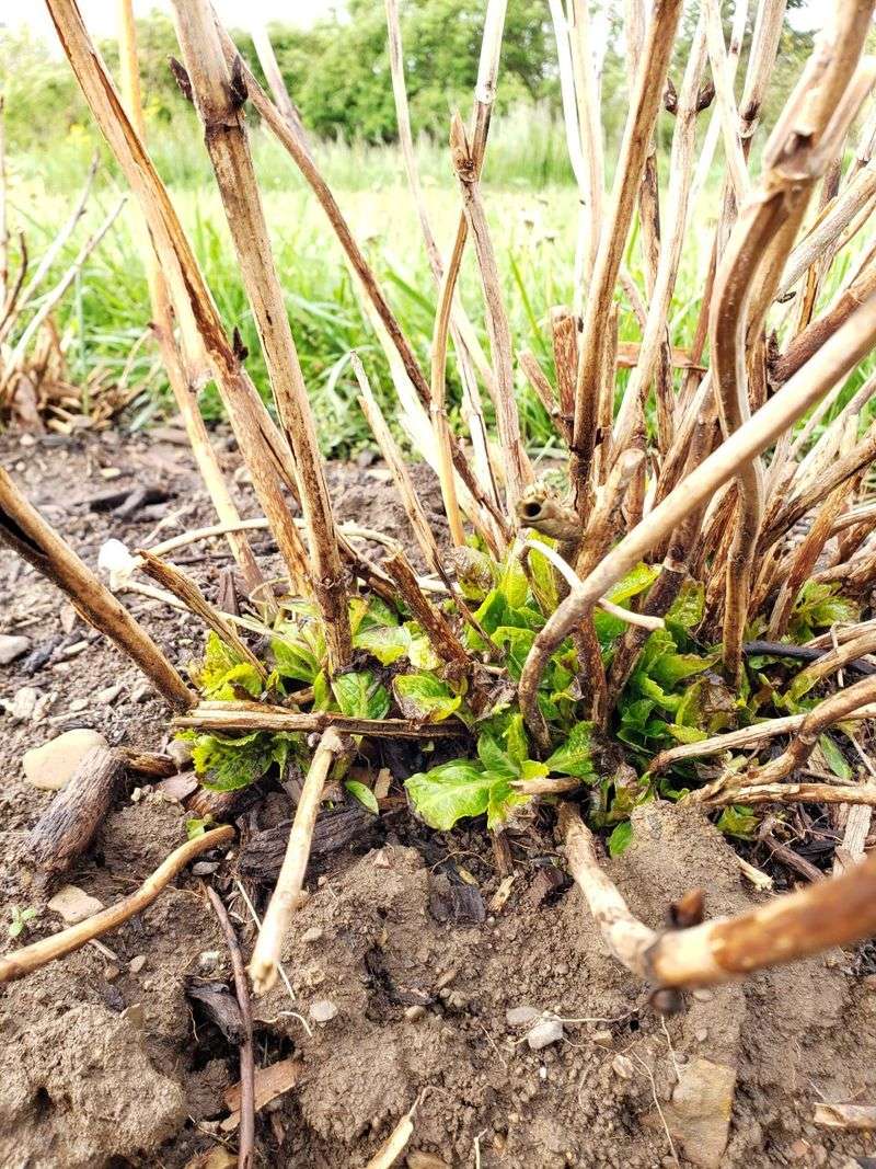 Pruning at the Wrong Time of Year
