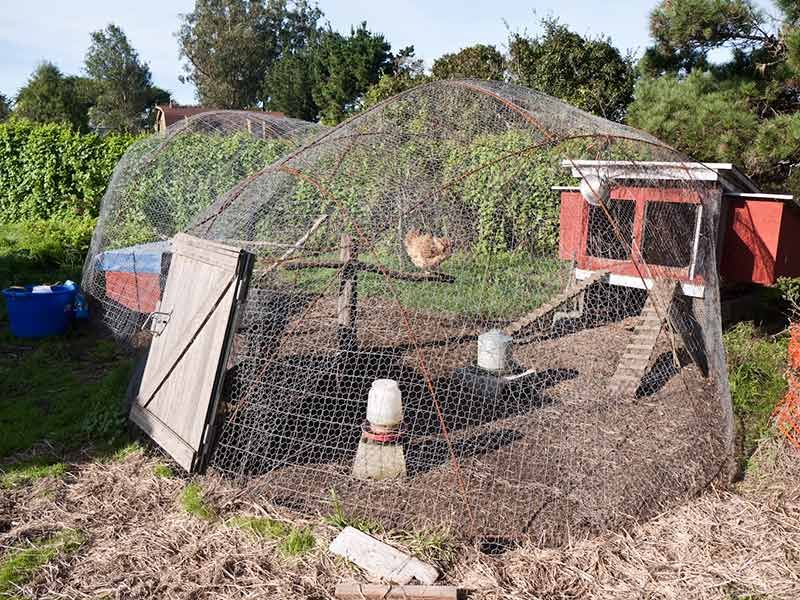 Protect pets and poultry without trying to remove the raptor