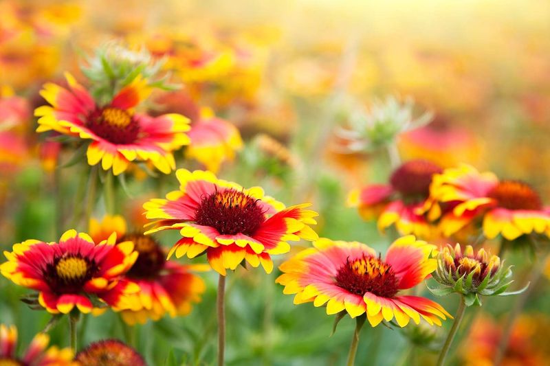 Blanket Flower (Gaillardia)