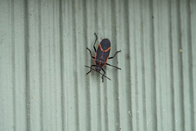 Boxelder Bugs