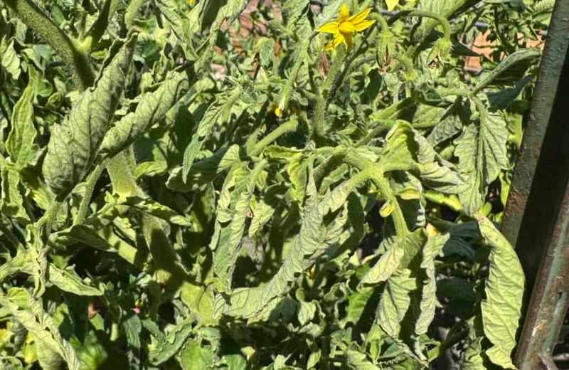 Excessive Pruning