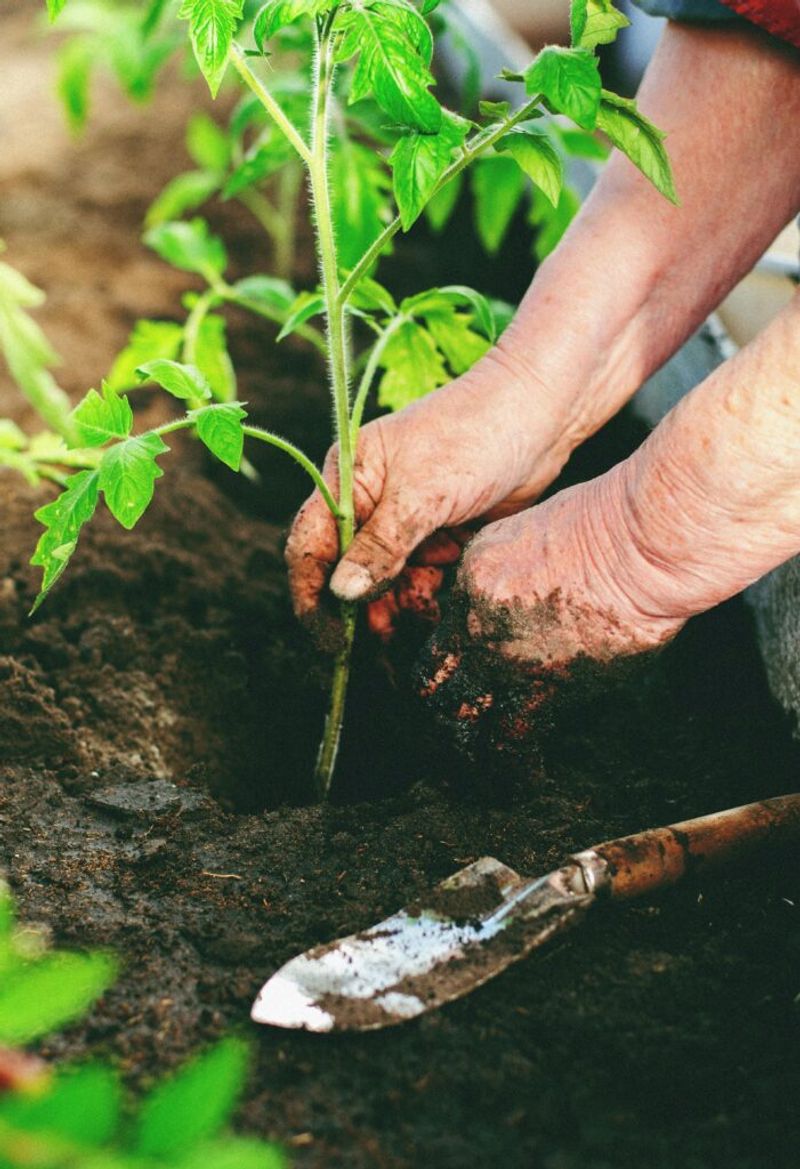 Build drought tolerance with first-year care