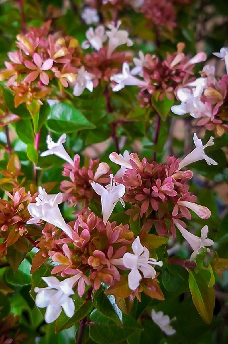 Abelia