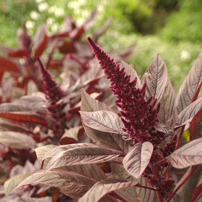 A suitable plant can offer more than one harvest stage