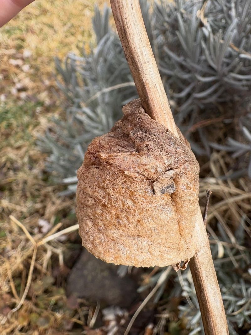 Keep mantis egg cases outdoors