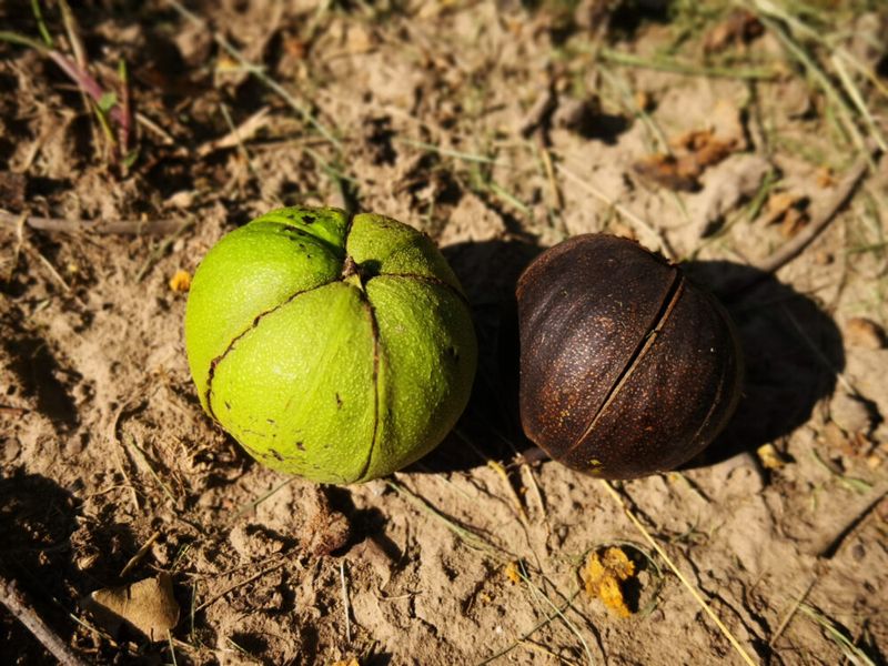 Gather fallen nuts selectively
