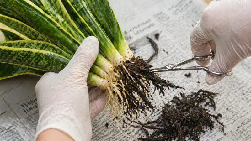 Mushy roots or leaf bases require a rescue operation