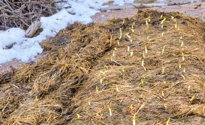 Reassess the mulch as spring approaches