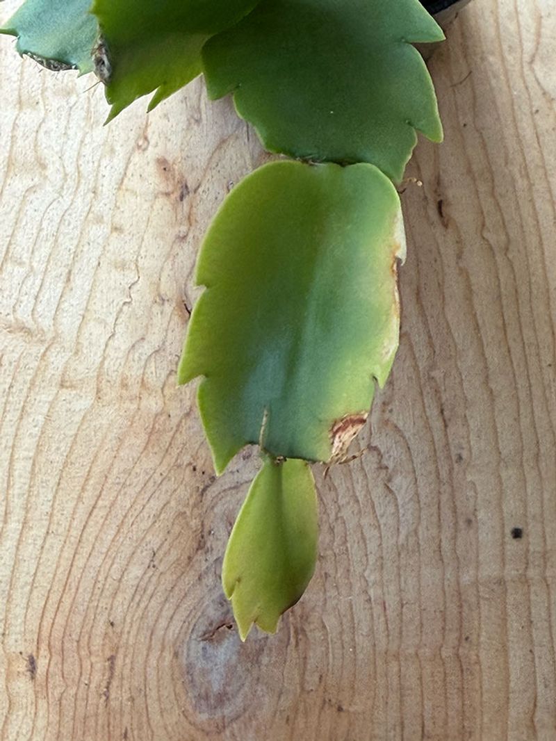 Hungry Plant, Missing Nutrients
