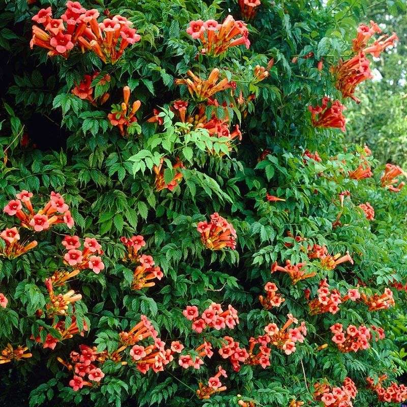 Trumpet Vine