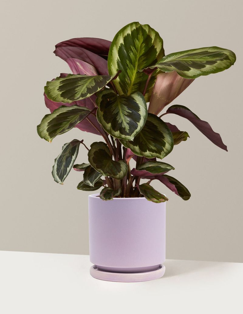 Calathea