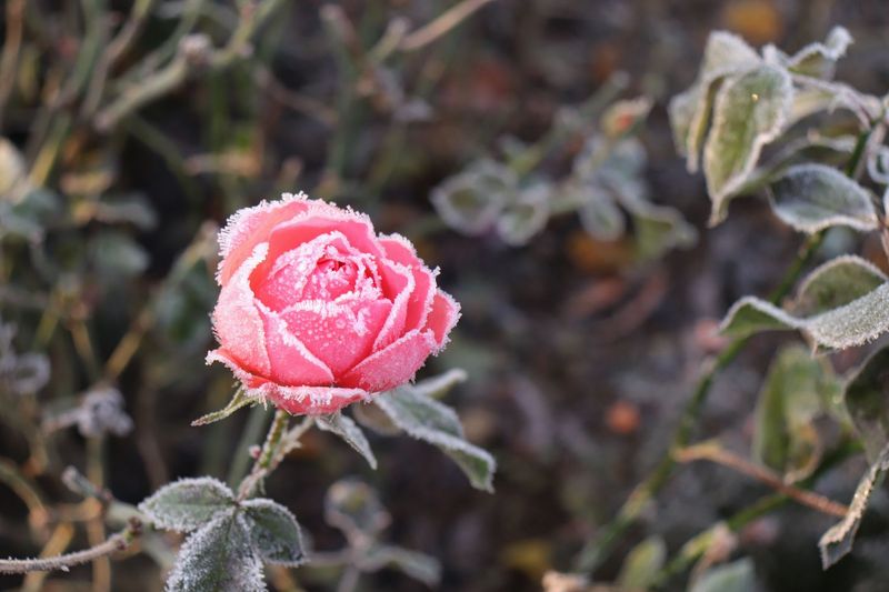 Stop Fertilizing to Halt New Growth