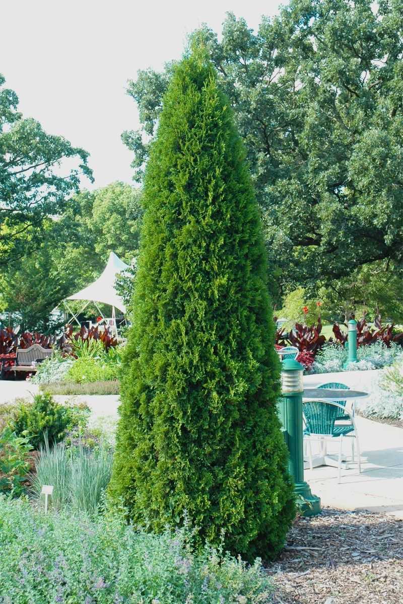 Emerald Green Arborvitae