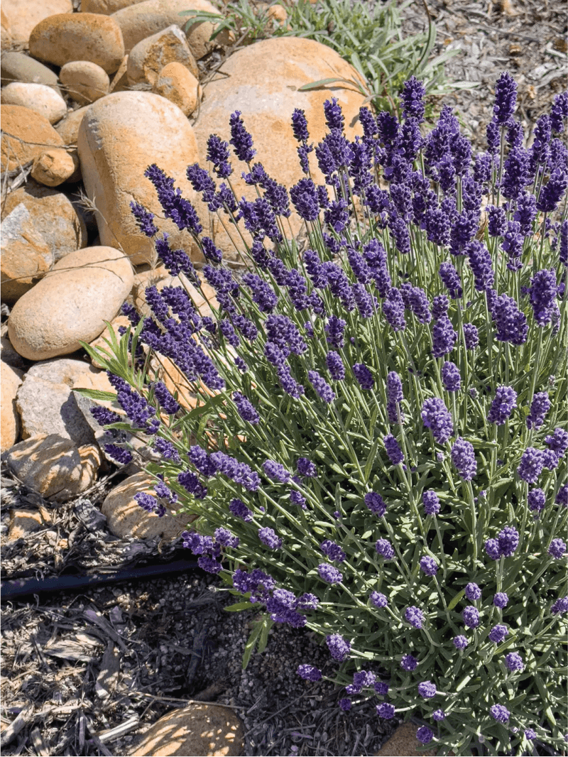 Lavender