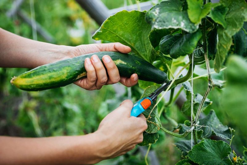 Prune Strategically for Better Yield and Health