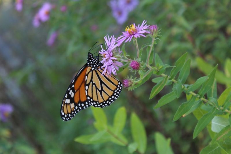 New England Aster