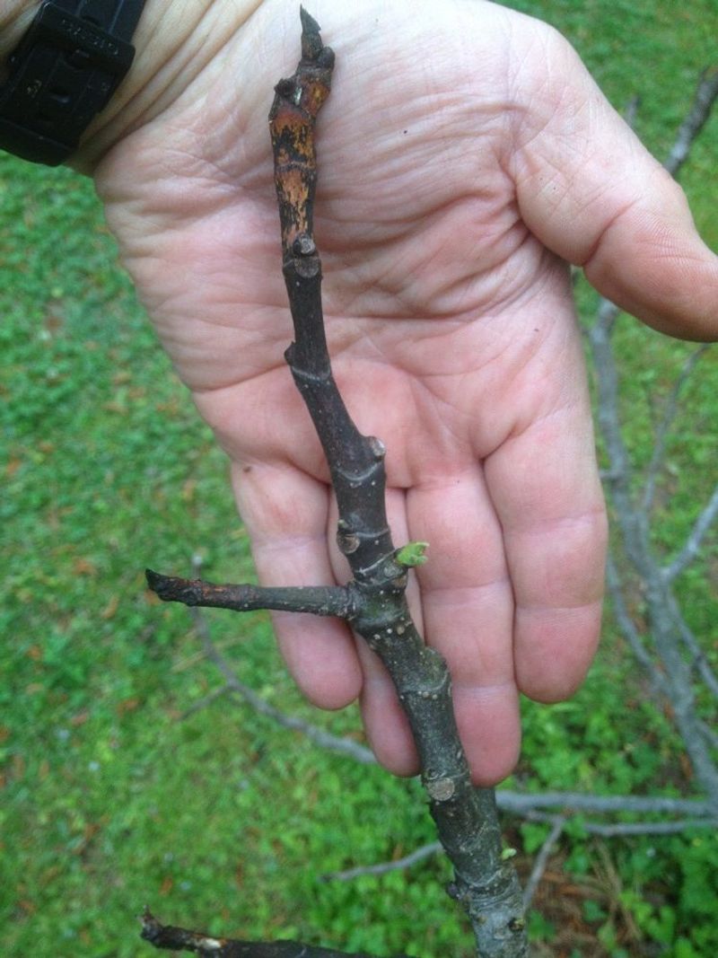Pruning Before the Coldest Weather Passes
